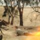 'The Emu War' Trailer - Battling Australia's Deadliest Flightless Birds