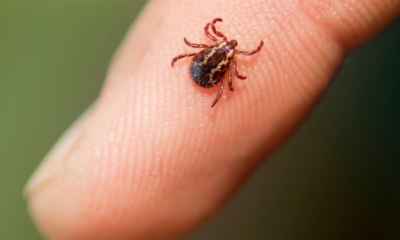 Ticks and kids: What parents should know - CHOC