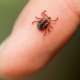 Ticks and kids: What parents should know - CHOC