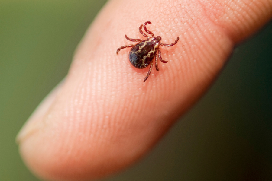 Ticks and kids: What parents should know - CHOC