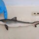 Fishscales: Traces of cocaine found in 13 sharks off coast of Rio de Janeiro, Brazil