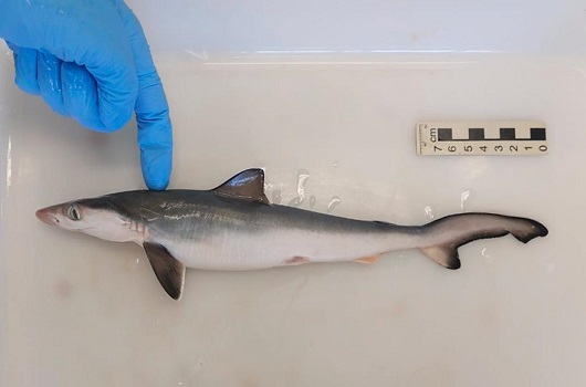 Fishscales: Traces of cocaine found in 13 sharks off coast of Rio de Janeiro, Brazil