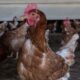 Humans Can Get Bird Flu, and Here’s What You Need to Know