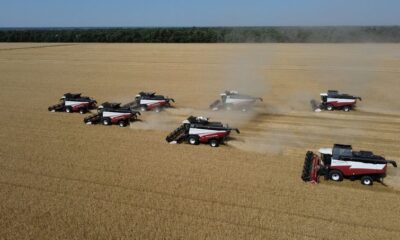 Wheat harvest in Russia