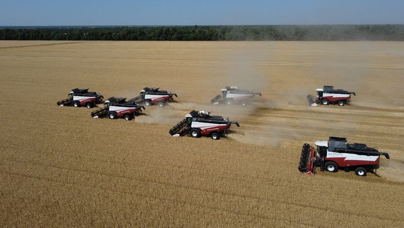 Wheat harvest in Russia