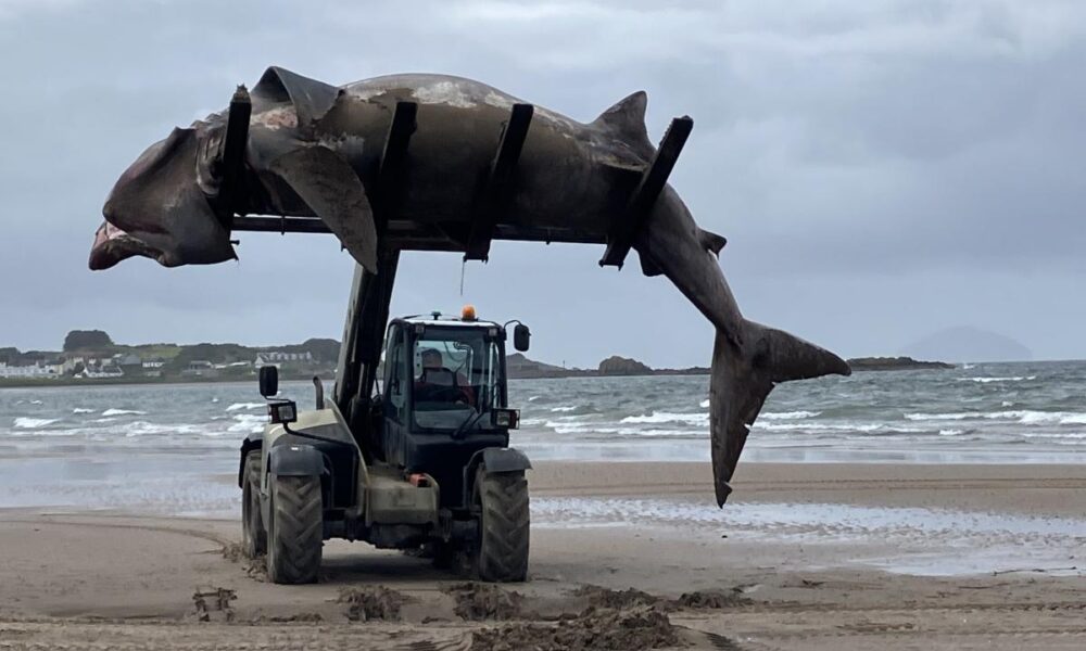 Washed-up giant shark removed from beach by forklift