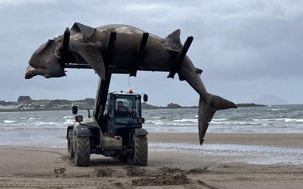 Washed-up giant shark removed from beach by forklift