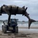 Washed-up giant shark removed from beach by forklift