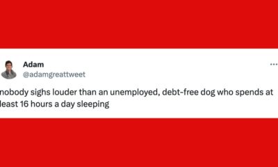 22 Of The Funniest Tweets About Cat And Dogs This Week (Aug. 24-30)