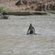 At least 30 killed, dozens missing after dam collapse in eastern Sudan