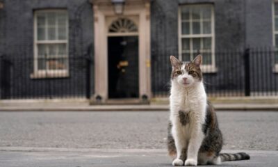 Downing Street draws up plans for announcing death of ‘chief mouser’ Larry the cat