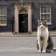 Downing Street draws up plans for announcing death of ‘chief mouser’ Larry the cat