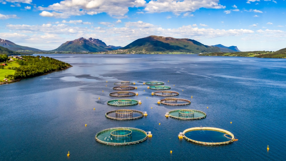 EU fisheries remained ahead of aquaculture in 2022