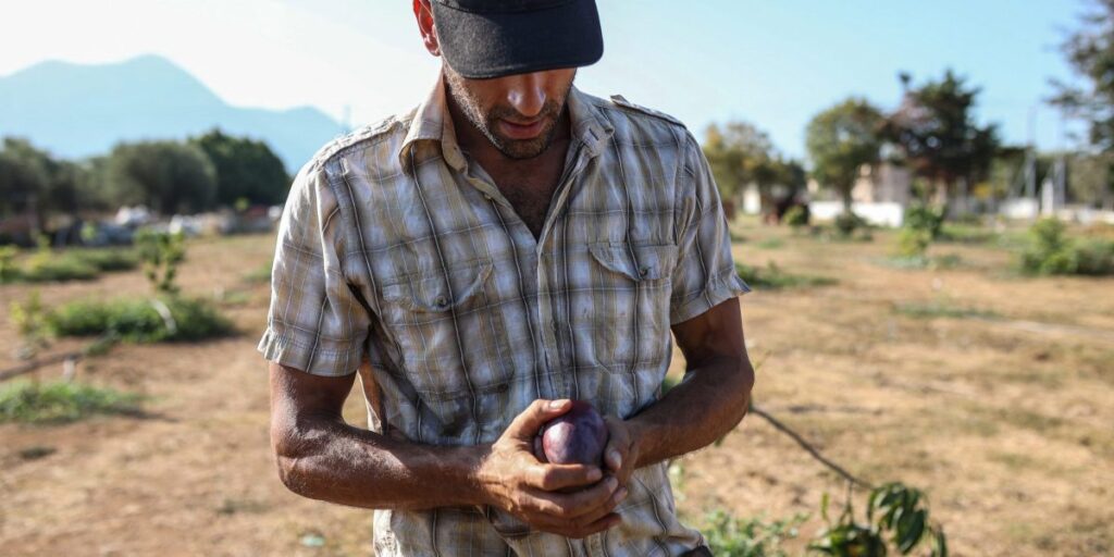 Growing mangoes in Greece is the latest bizarre climate change experiment as droughts become the norm