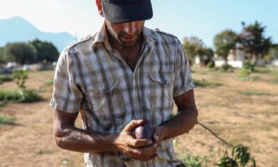 Growing mangoes in Greece is the latest bizarre climate change experiment as droughts become the norm