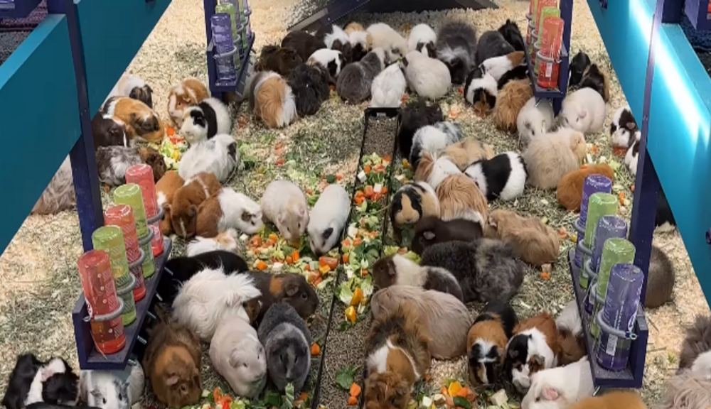 Guinea pig home in cash crunch after Facebook funding row