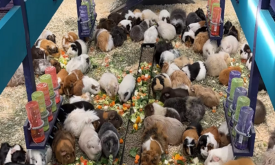 Guinea pig home in cash crunch after Facebook funding row