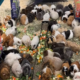 Guinea pig home in cash crunch after Facebook funding row