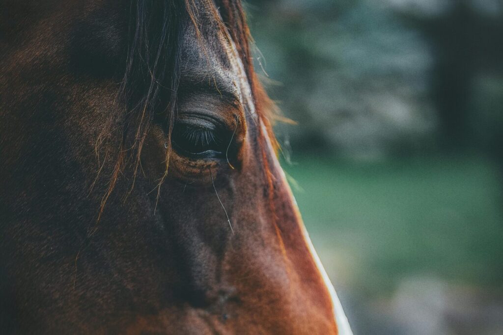 Horses are much smarter than previously thought