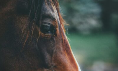 Horses are much smarter than previously thought