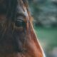 Horses are much smarter than previously thought