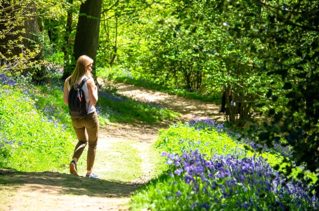 A hiker walking alone on a woodland trail, looking at purple flowers as the sun shines through the trees and foliage.