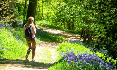 A hiker walking alone on a woodland trail, looking at purple flowers as the sun shines through the trees and foliage.