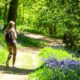 A hiker walking alone on a woodland trail, looking at purple flowers as the sun shines through the trees and foliage.