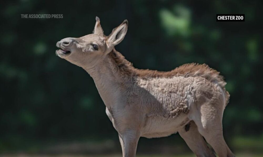 World’s rarest equid born at Chester Zoo