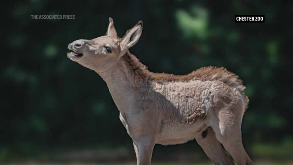 World’s rarest equid born at Chester Zoo