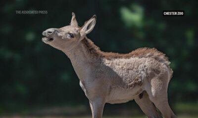 World’s rarest equid born at Chester Zoo