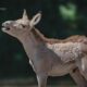 World’s rarest equid born at Chester Zoo