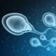 Study: SARS-CoV-2 impairs male fertility by targeting semen quality and testosterone level: A systematic review and meta-analysis. Image Credit: WHITE MARKERS / Shutterstock