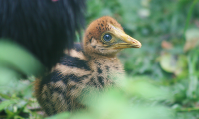 A close-up of the small, fluffy, humbug-coloured chick amidst green foliage.