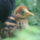 A close-up of the small, fluffy, humbug-coloured chick amidst green foliage.