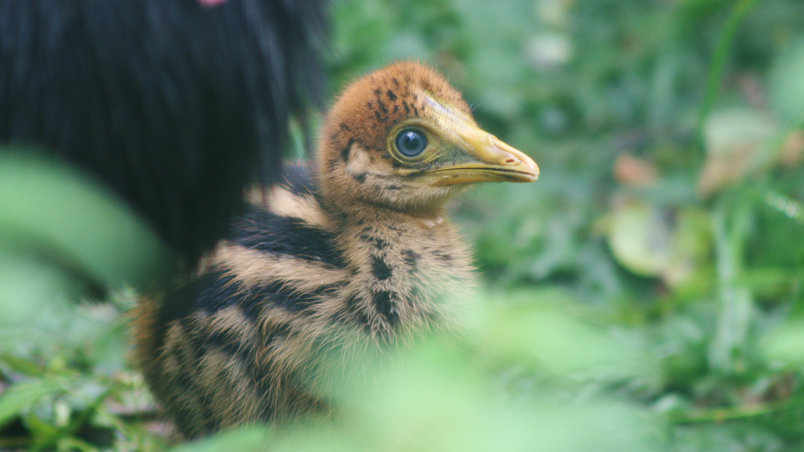 A close-up of the small, fluffy, humbug-coloured chick amidst green foliage.