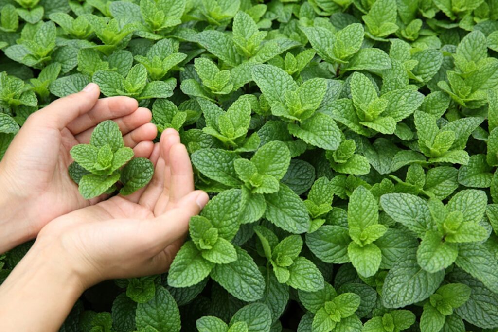 The Nutritious Power of Peppermint