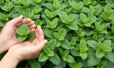 The Nutritious Power of Peppermint