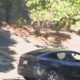 Victim in deadly Orinda road-rage incident identified