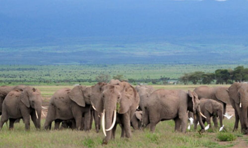 Aberdare gets 50 elephants in translocation