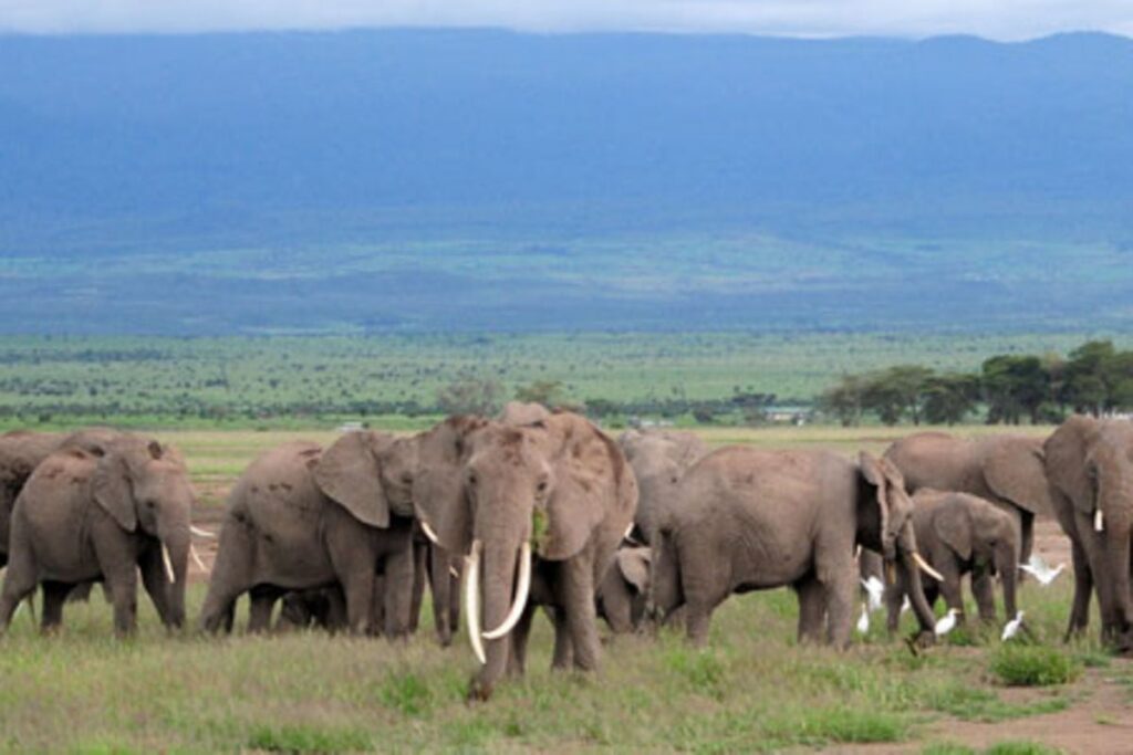 Aberdare gets 50 elephants in translocation