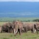 Aberdare gets 50 elephants in translocation