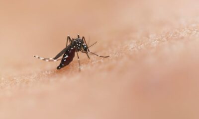 As Eastern Equine Encephalitis Spreads, a Neurologist Explains How to Stay Safe During This Latest Outbreak of the ‘Triple E’ Virus