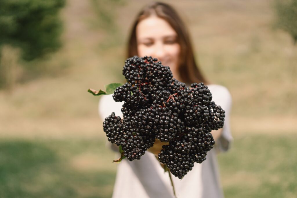 Elderberry juice boosts fat burning and gut health in overweight adults