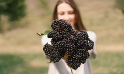 Elderberry juice boosts fat burning and gut health in overweight adults