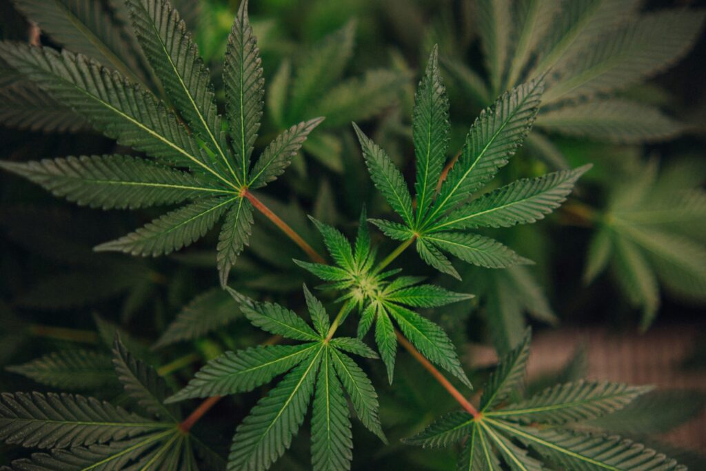 Uruguayan pharmacies to offer cannabis with higher THC levels