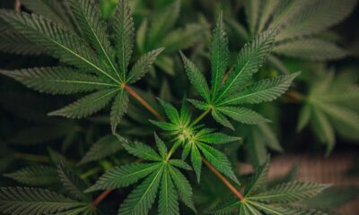 Uruguayan pharmacies to offer cannabis with higher THC levels