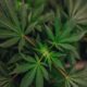 Uruguayan pharmacies to offer cannabis with higher THC levels